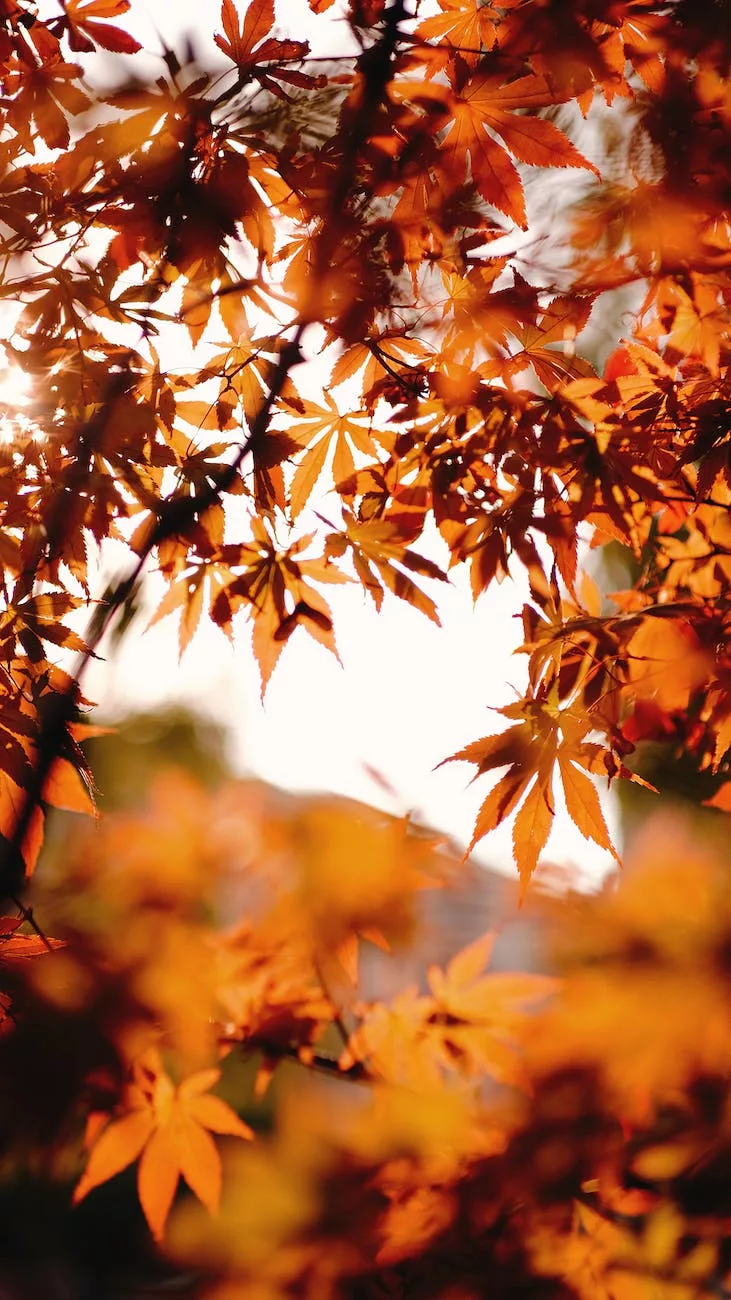 orange maple leaves in a fall